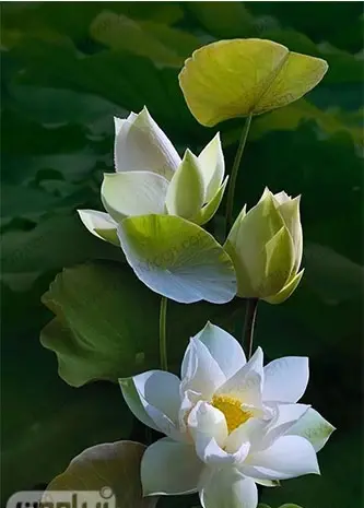 عکس برای صفحه گوشی روشن