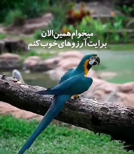 عکس صبح بخیر و دعای خیر