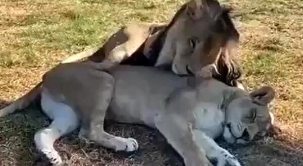 شیر عکس انسان نر و ماده
