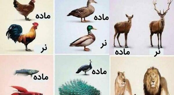شیر عکس انسان نر و ماده