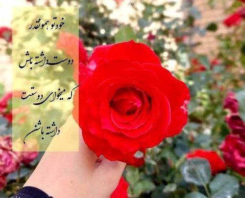 دانلود عکس گل شاد