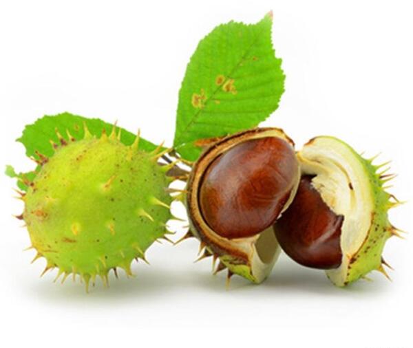 عکس شاه بلوط گویان