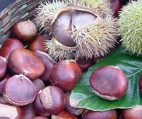 عکس شاه بلوط گویان