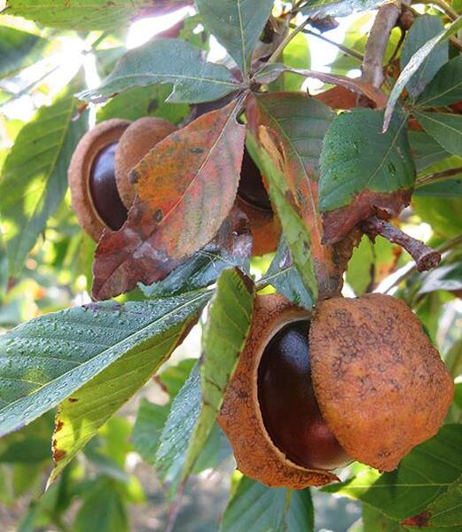 عکس شاه بلوط گویان