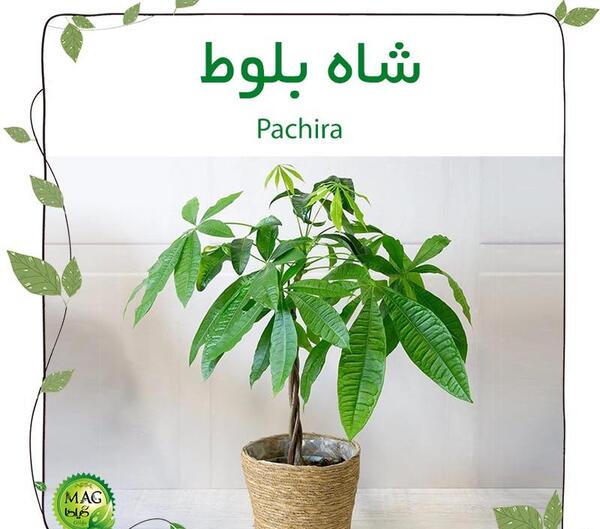 عکس شاه بلوط گویان
