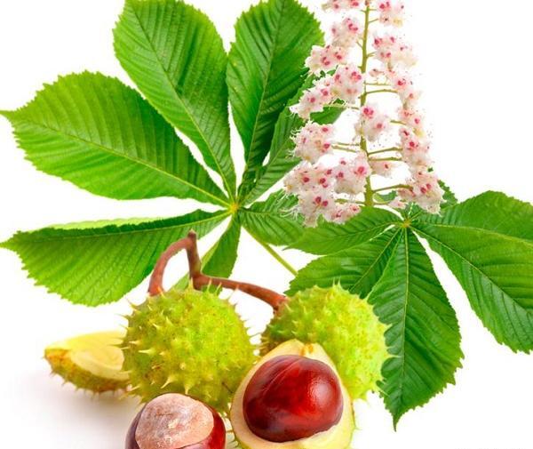 عکس شاه بلوط گویان