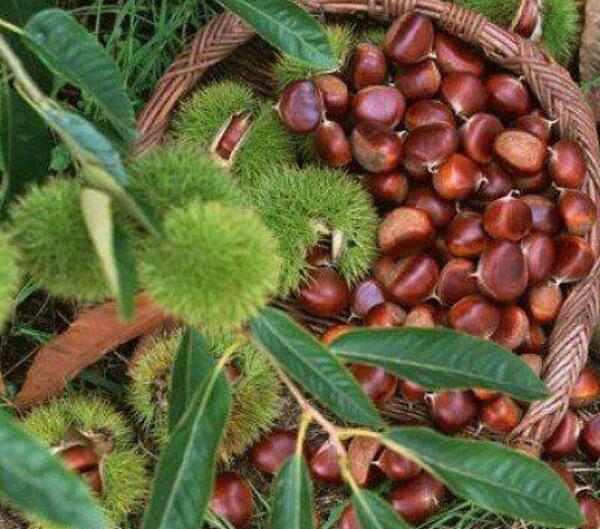 عکس شاه بلوط گویان