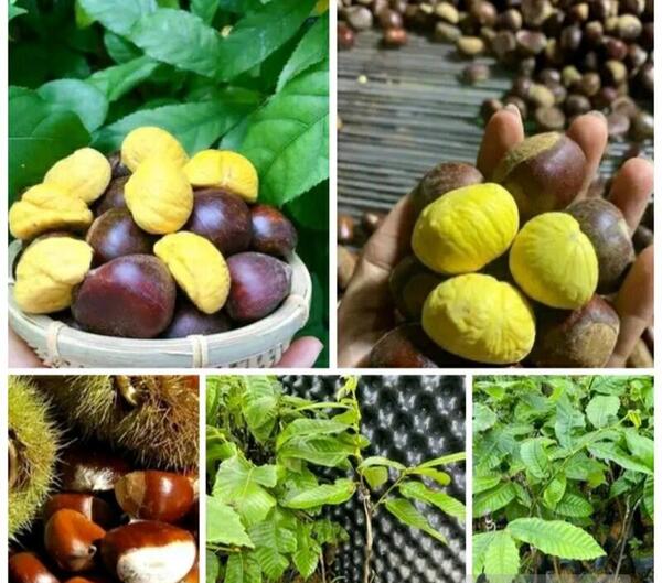 عکس شاه بلوط گویان