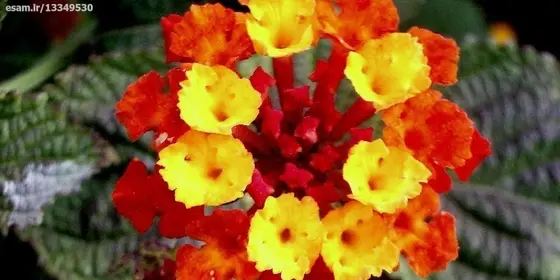 عکس گل شاه پسند درختی