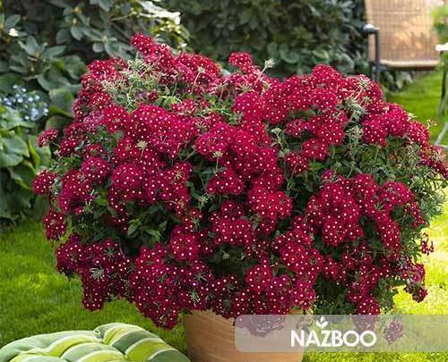 عکس گل شاه پسند درختی