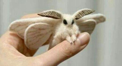 عکس شاه پروانه