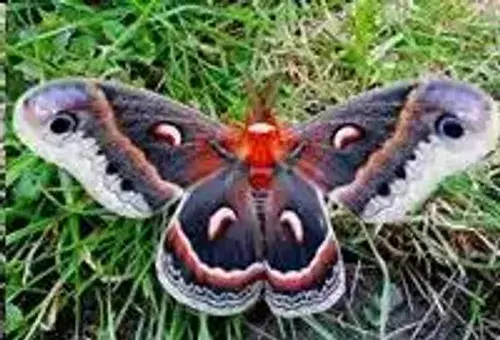 عکس شاه پروانه