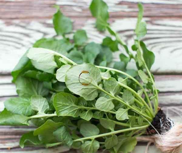 عکس سبزی شاه تره
