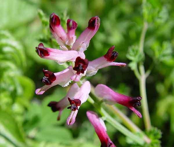 عکس سبزی شاه تره