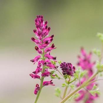 عکس سبزی شاه تره