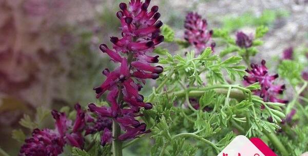 عکس سبزی شاه تره