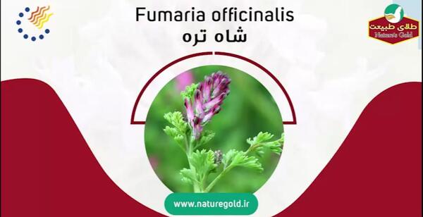 عکس سبزی شاه تره