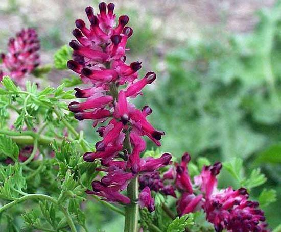 عکس سبزی شاه تره