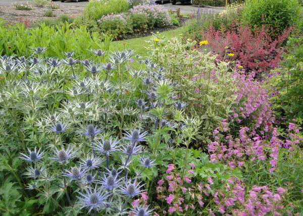 عکس سبزی شاه تره