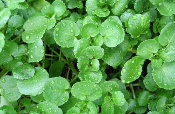 عکس سبزی شاه تره