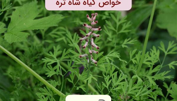 عکس های شاه تره