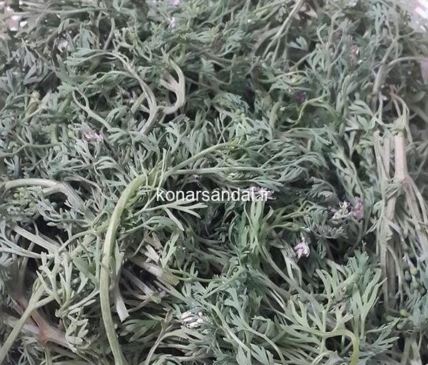 عکس های شاه تره