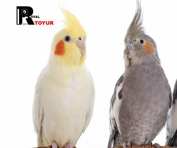 عکس شاهدانه برای عروس هلندی