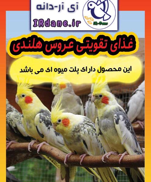 عکس شاهدانه برای عروس هلندی