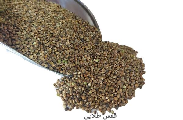 عکس شاهدانه برای عروس هلندی