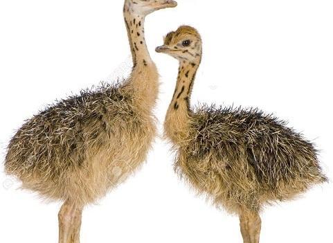 عکس جوجه شترمرغ یک روزه