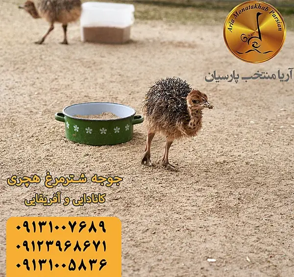 عکس جوجه شترمرغ یک روزه