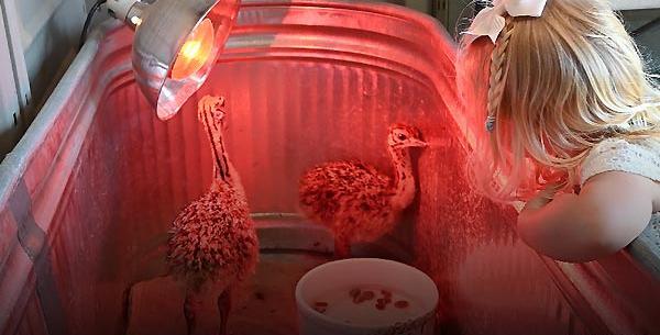 عکس جوجه شترمرغ یک روزه