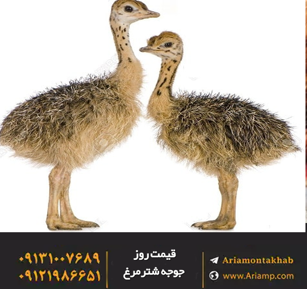 عکس جوجه شترمرغ یک روزه