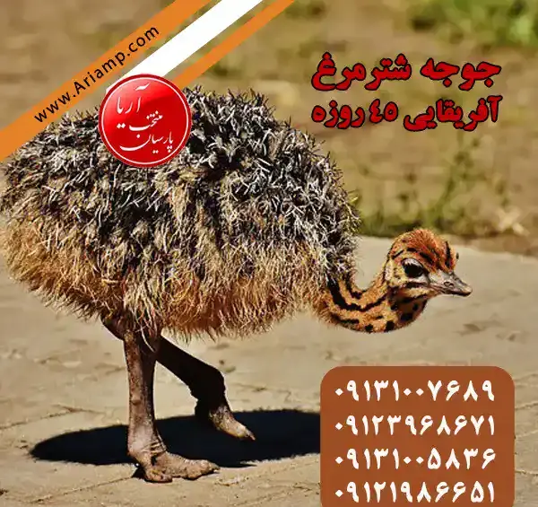 عکس جوجه شترمرغ یک روزه