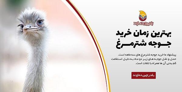عکس جوجه شترمرغ یک روزه