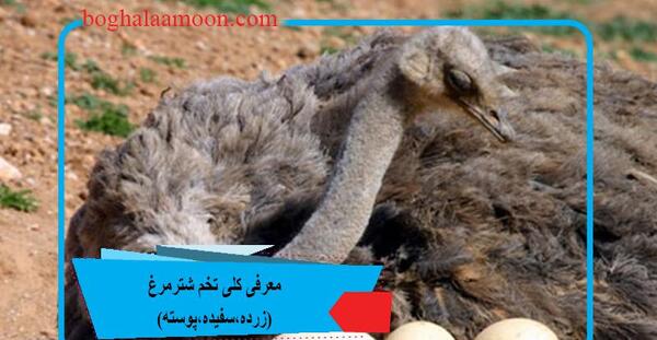 عکس های تخم شتر مرغ