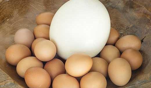 عکس های تخم شتر مرغ
