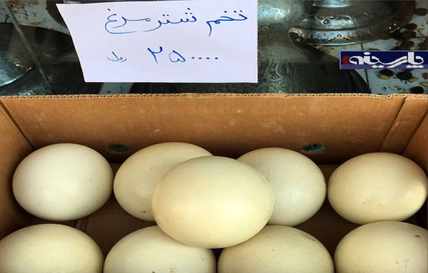 عکس های تخم شتر مرغ