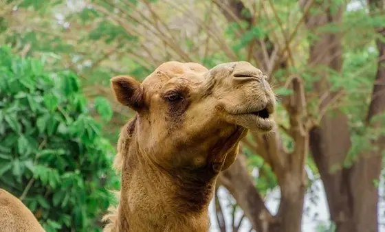 عکس شتر کاروان
