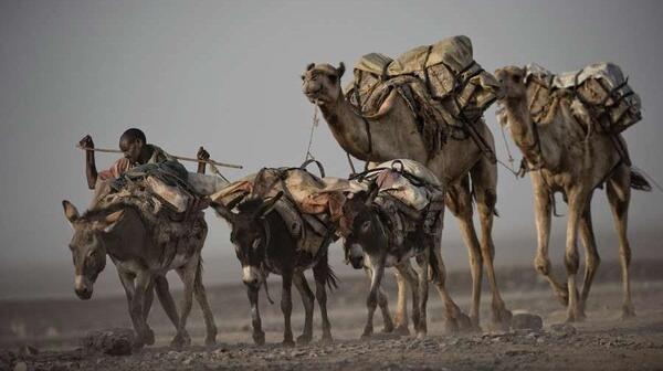 عکس شتر کاروان