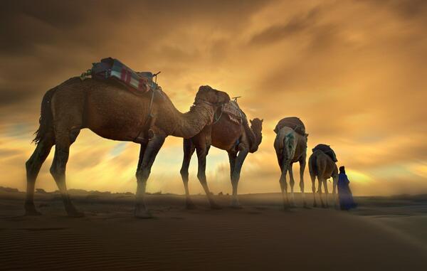 عکس شتر کاروان