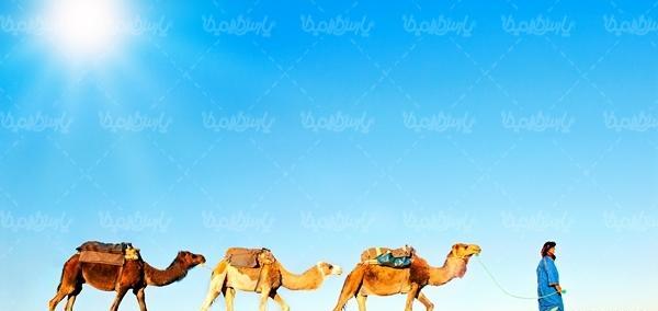 عکس شتر کاروان
