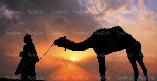 عکس شتر کاروان