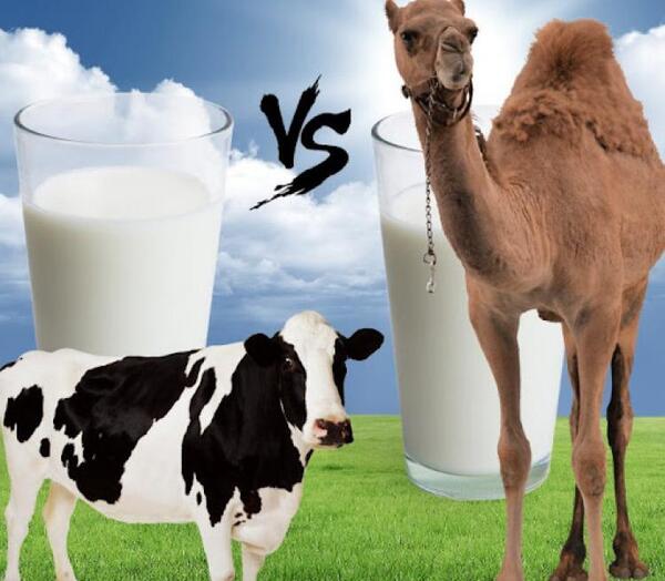 عکس شتر و گوسفند