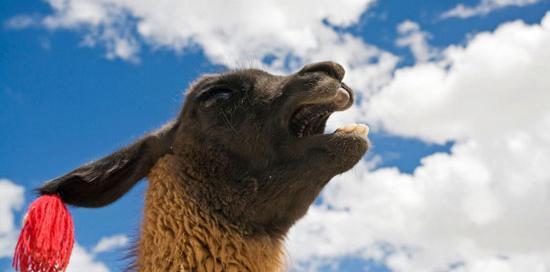 عکس شتر و گوسفند