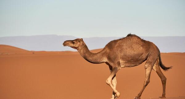 عکس شتر و گوسفند