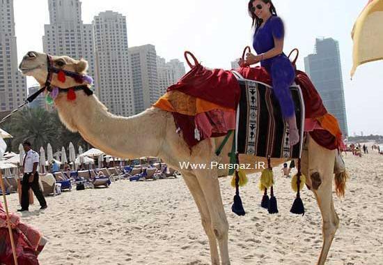 عکس شتر و همسرش