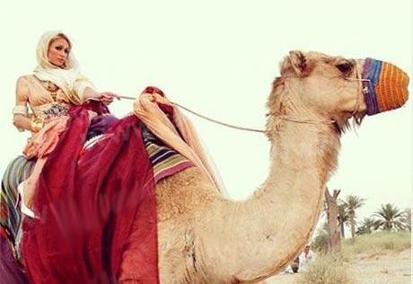 عکس شتر و همسرش