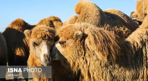 عکس شتر والیبالیست