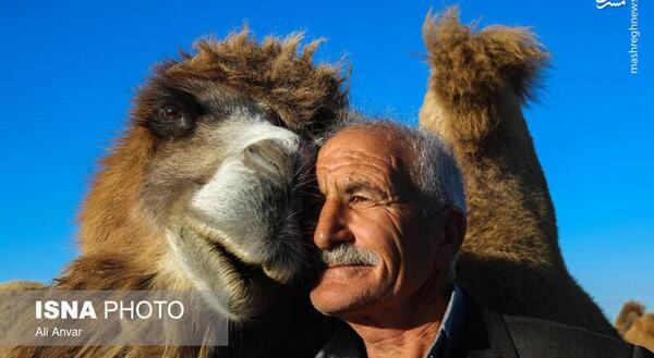 عکس شتر والیبالیست